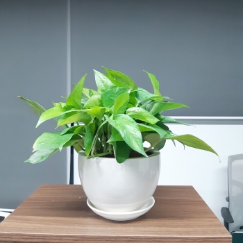 Cây trầu bà Thái xanh